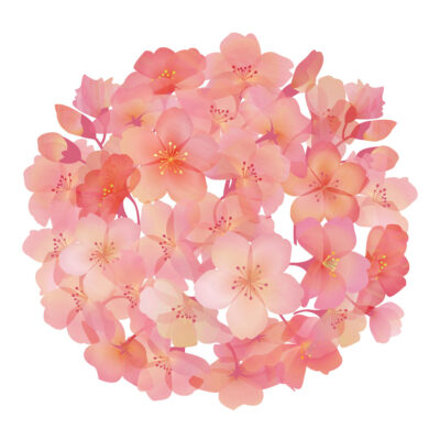 リアルな手毬桜のイラスト_円形-フリー素材の無料イラスト